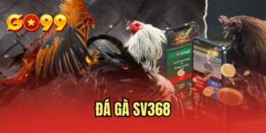 Đá Gà SV368 - Trải Nghiệm Trận Đấu Kịch Tính Mỗi Ngày
