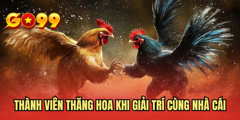Thành viên thăng hoa khi giải trí cùng nhà cái